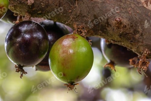Preview: Jabuticaba Season. Jaboticabas Growing On The Tree Trunk. Jabuticaba Is The Native Brazilian Grape