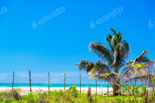 Preview: View Of A Palm Tree And Turquoise Water At The White Sand Beach Of Canoa, Ecuador