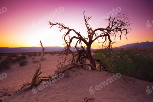 Preview: Eerie Bare Tree At Sunset In Death Valley California