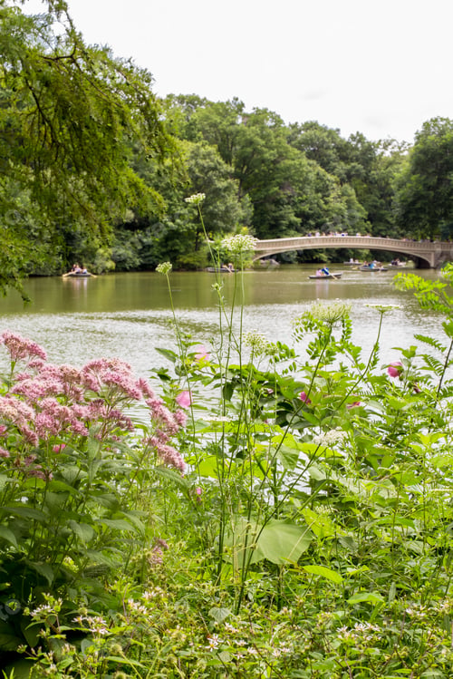 Preview: Summer In Central Park, New York City With Lake, Unrecognizable People On Rowboat And Bow Bridge