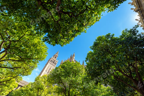 Preview: La Giralda Tower As Seen From An Orange Grove In The Cathedral Of The Unesco World Heritage City Of