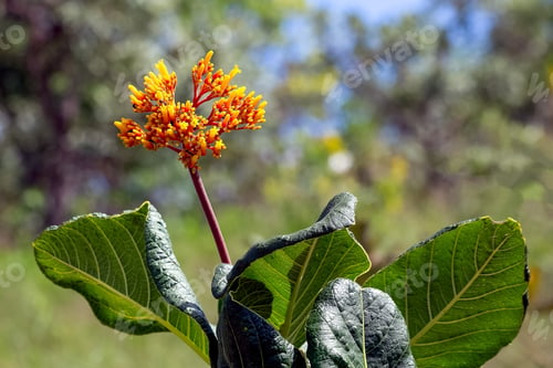 Preview: A Typical Flower Of The Brazilian Savannah. Species Palicourea Rigida Also Known As Knock Box Or