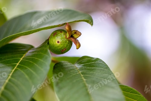 Preview: A Green Guava Growing On The Tree. Guava Or Goiaba Is A Tropical Fruit. Psidium Guajava. It Is Not