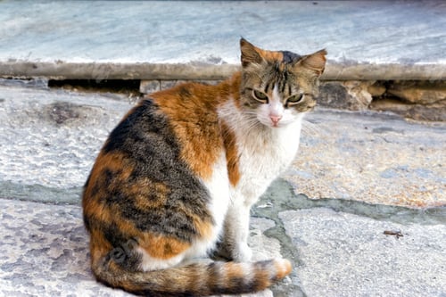 Preview: Closeup View Of A Cat In Valletta, Malta