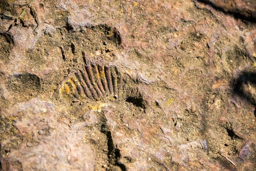 Preview: View Of An Ammonite Fossil Near Barichara, Colombia
