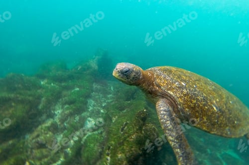 Preview: Sea Turtle Swimming Underwater In The Galapagos Islands In Ecuador