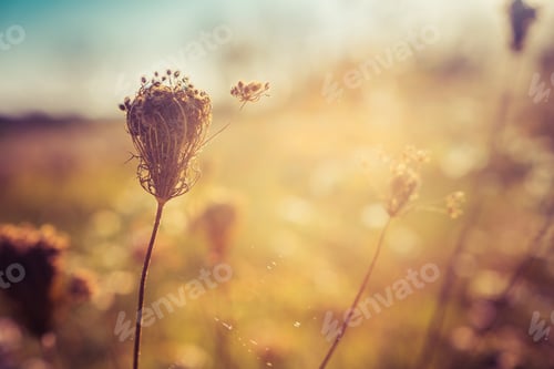 Preview: Wild Flowers On Autumn Meadow. Selective Focus With Spider Web