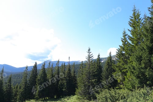 Preview: Great Landscape Of Carpathian Mountains With Fir Trees And Conifer Plants. Concept Of Resting And