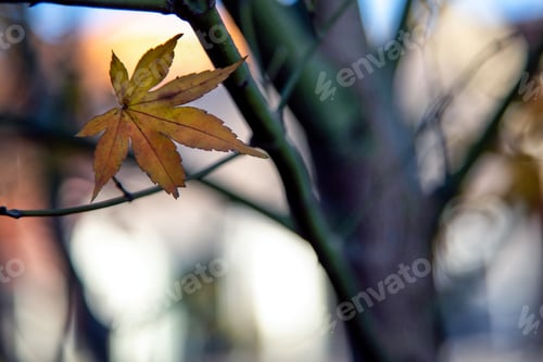 Preview: Maple Leaf In Southern Brazil. A Yellow Leaf Still In The Maple Tree. Acer.