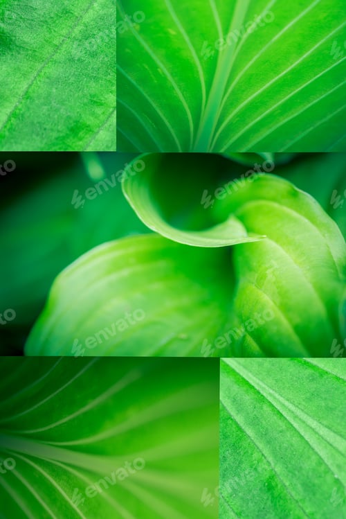 Preview: Beautiful Closeup Of Green Leaf Design Collage