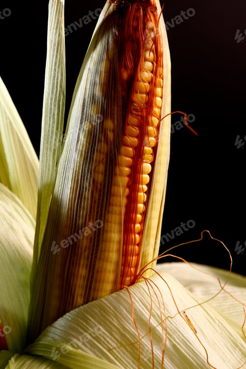 Preview: Closeup Of Ear Of Corn With Black Background In Photo Studio