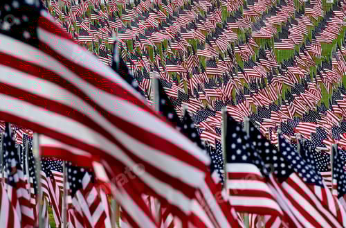 Preview: Field of United States Flags on Green Grass