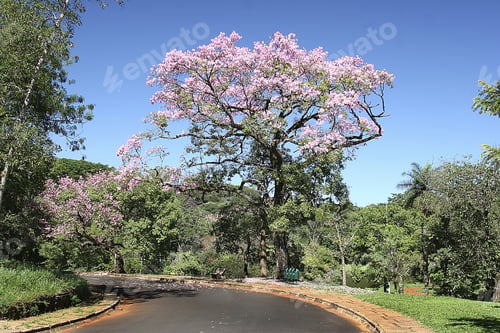 Preview: Flower Tree In A Road