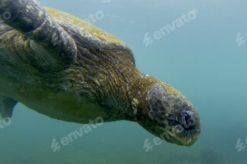 Preview: Closeup View Of A Sea Turtle Swimming In The Galapagos Islands In Ecuador