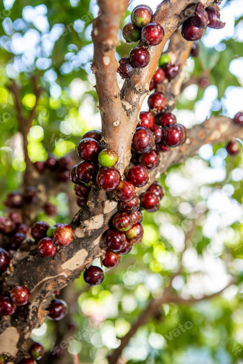 Preview: Jabuticaba Fruit.The Exotic Fruit Of The Jaboticaba Growing On The Tree Trunk. Native Brazilian