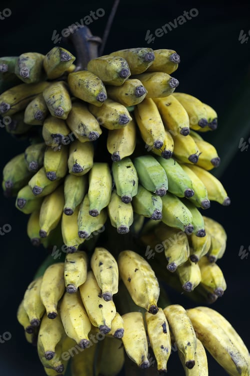Preview: Bunch Of Banana To Sale In Market