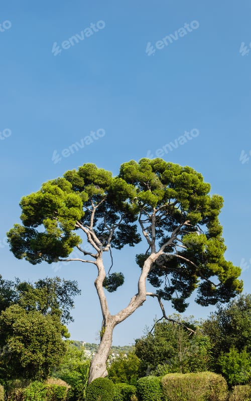 Preview: Lonely Tree