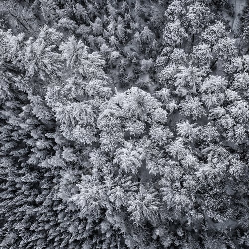 Preview: Top Aerial View Of Dense Wood Trees Covered By Fresh Snow. Winter Season