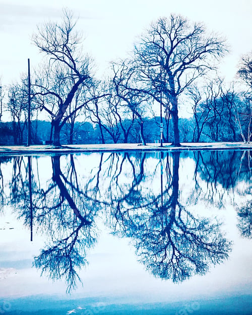 Preview: Bare Branches On Winter Trees With Reflections In Lake And Cold Tone