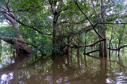Preview: Flooded Trees In The Amazon Rain Forest Near Iquitos, Peru