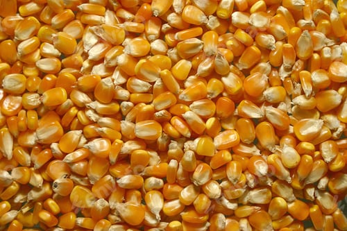 Preview: Close Up Of Raw Corn