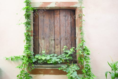 Preview: Boarded Window With Creeping Green Ivy Vine On Old European Building