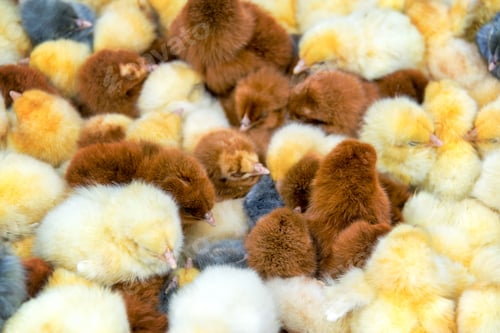 Preview: Closeup View Of Yellow, Brown, And Grey Chicks In The Animal Market Of Otavalo, Ecuador