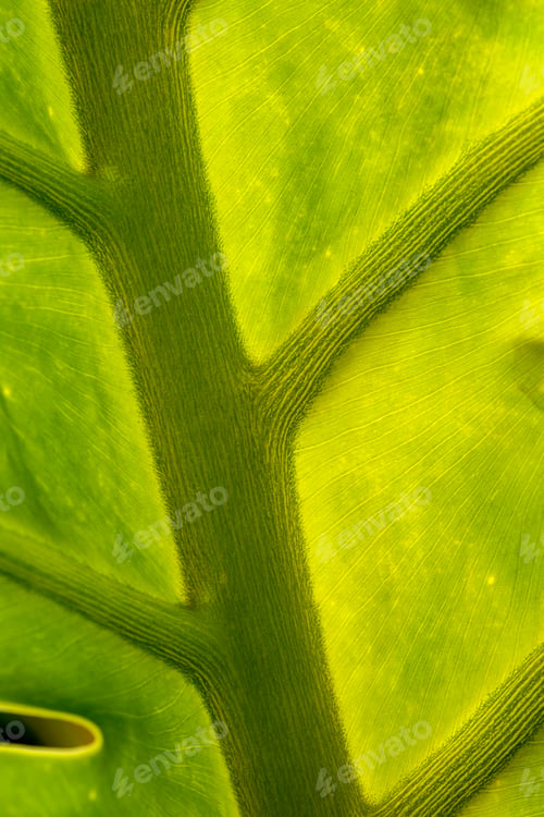 Preview: Monstera Philodendron Close Up. Plant Green Leaf