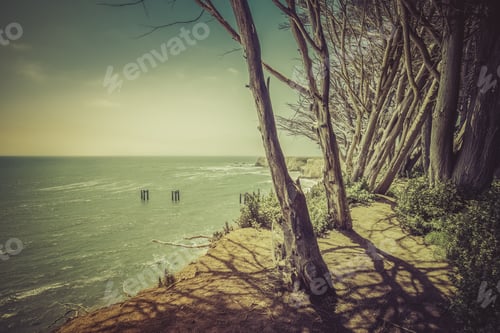 Preview: Steep Californian Cliffs With Trees - Vintage View