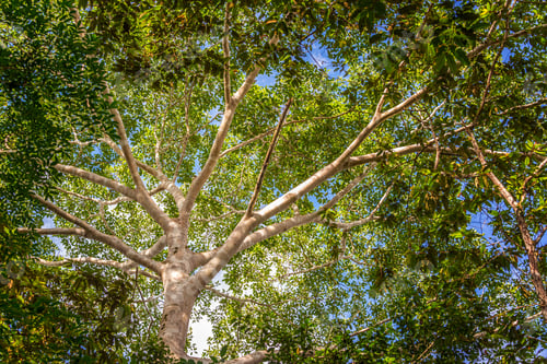 Preview: Looking Up At The Canopy Of The Jungle In The Amazon Rain Forest Near Iquitos, Peru