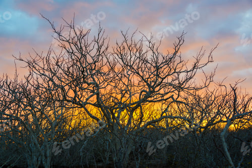 Preview: Colorful Sunset Behind Unfocused Twisted Gnarled Leafless Trees On Genovesa Island In The Galapagos