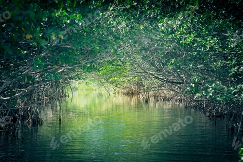 Preview: Eco-Tourism Image Of Saltwater Florida Mangroves