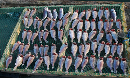 Preview: Fish Drying Under The Sun
