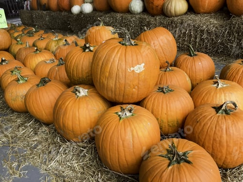 Preview: Halloween And Thanksgiving Pumpkins Autumn Season, Many Bright Orange At The Farmers Market.