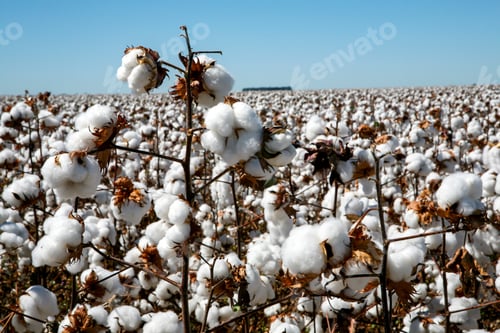 Preview: Cotton Fields Ready To Be Harvested In Contrast To Blue Sky And White Clouds In The State Of Mato
