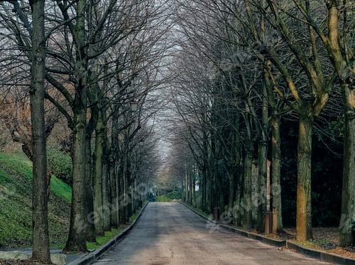 Preview: A Path Between The Trees. A Walk Among Tall Trees In A European Park. An Autumn Day.