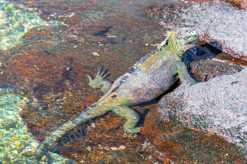Preview: Marine Iguana Coming Out Of Water In The Galapagos Islands In Ecuador