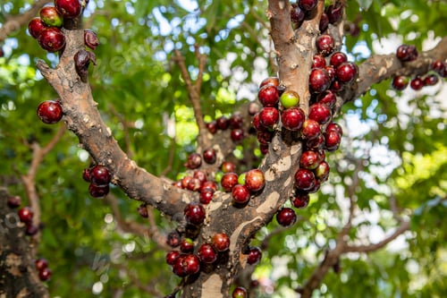 Preview: Jabuticaba Fruit.The Exotic Fruit Of The Jaboticaba Growing On The Tree Trunk. Native Brazilian