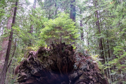 Preview: Tree Growing Out Of The Roots Of A Fallen Tree In Humboldt Redwoods State Park In California