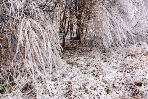 Preview: Trees Near Burrton, Kansas Covered In Ice After A Winter Storm