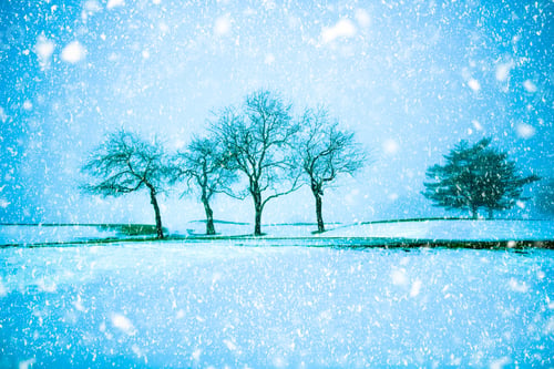Preview: Trees On Snowy Evening With Snowflakes Falling During Winter Blizzard