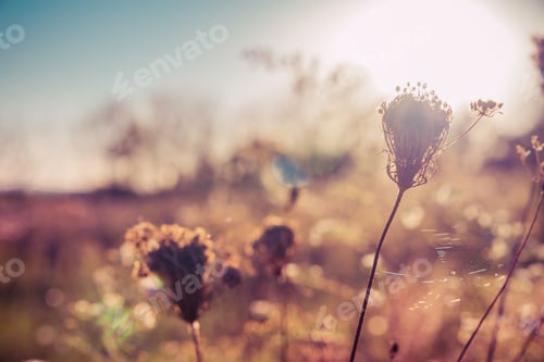 Preview: Autumn Wildflowers On Meadow With Sunlight And Spider Web. Blurred Bokeh Background