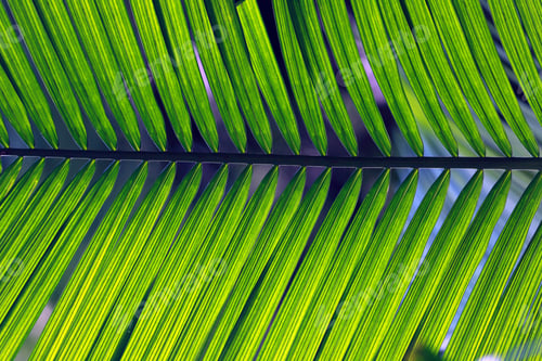 Preview: Detail Of Palm Leaf On Nature