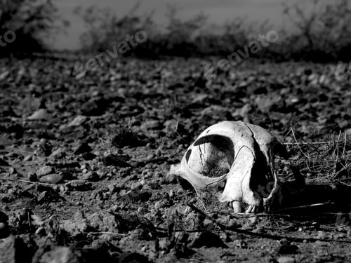 Preview: An Old And Decayed Cat Skull Half Buried In An Unforgiving Arizona Desert. Taken In Black And White.