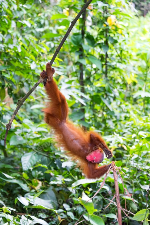 Preview: Bald Uakari Monkey Upside Down In A Tree In The Amazon Rain Forest Near Iquitos, Peru