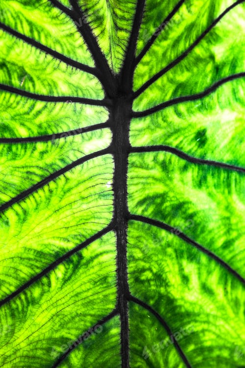 Preview: Detailed Close-Up Of Giant Elephant Ear Plant Leave