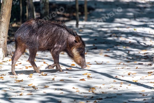 Preview: Peccary In The Jungle In The Calakmul Biosphere Reserve In Campeche, Mexico