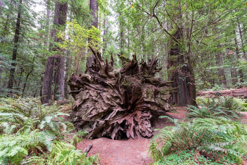 Preview: View Of A Fallen Redwood Tree In Humboldt Redwoods State Park In California
