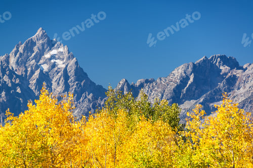 Preview: Aspen Trees And Teton Range In Grand Teton National Park In The Fall