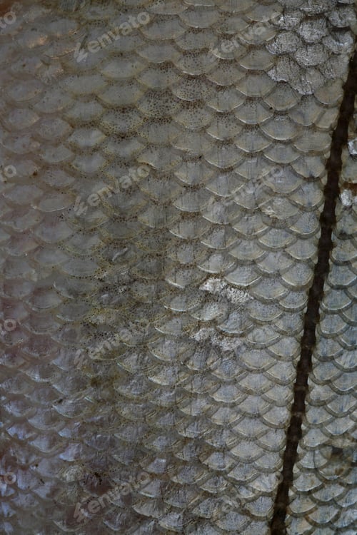 Preview: Fish On Sale At An Open Market